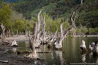 Ufer des Maubarasees