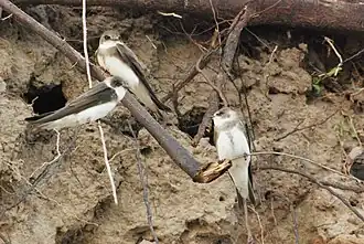 Uferschwalben – einst heimisch im NSG