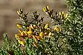 Stechginster (Ulex europaeus)