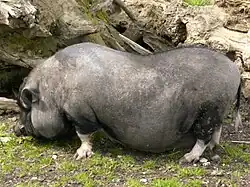 Hängebauchschwein im Streichelzoo