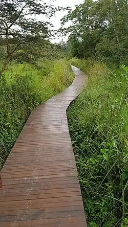 Ein Holzsteg führt an Sumpfgräsern und Bäumen vorbei