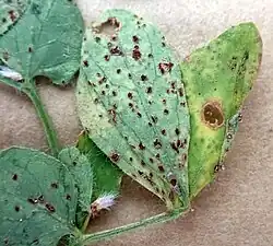 Vom Pilz befallene Laubblätter in Farbe.