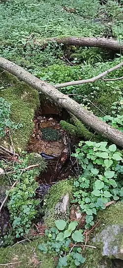 Urselbach Quellgebiet Quelle 3