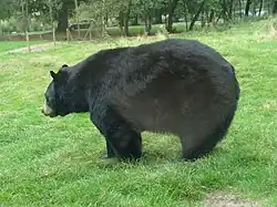 Amerikanischer Schwarzbär