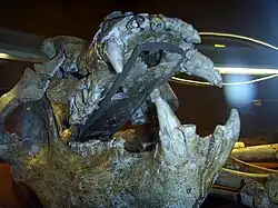 Höhlenbär (Ursus deningeri)