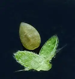 Der Brennnesselsamen mit Samenhülle