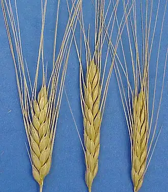 Emmer (Triticum turgidum subsp. dicoccum)