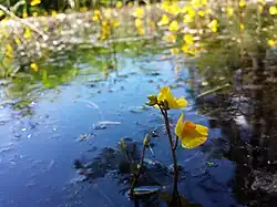 2015 Südlicher Wasserschlauch