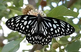 Tirumala septentrionis