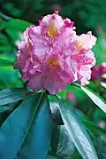 Rhododendron ‚Von Oheimb Woislowitz‘