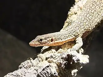 Auffenbergs Waran (Varanus auffenbergi)
