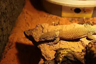 Kings Waran (Varanus kingorum)