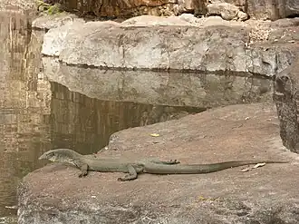 Mertens-Wasserwaran (Varanus mertensi)