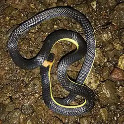 Calamaria lumbricoidea