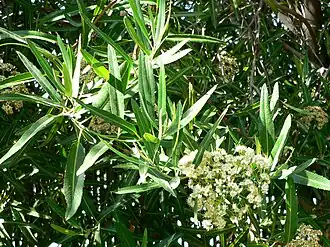 Vauquelinia californica