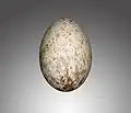 Ei eines Mönchsgeiers