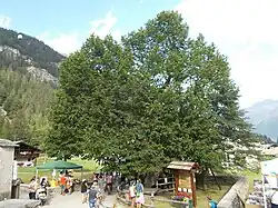 Alte Linde in der Fraktion Chiesa Vecchia (Duorf)