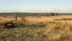 Typische Heidelandschaft