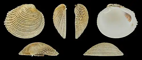 Venus verrucosa verrucosa Rechte Klappe