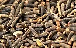 Achänen von Vernonia anthelmintica