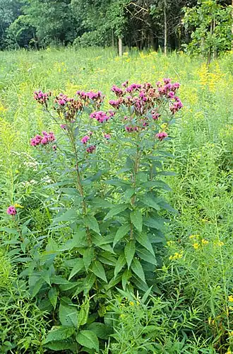 Habitus, Laubblätter und Blütenstände