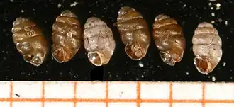 Schmale Windelschnecke