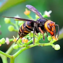 V. c. var. flavofasciata (Japan)