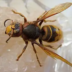 V. c. var. crabro (Nordeuropa)