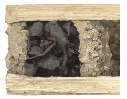 Kammer mit hinterlegten toten Ameisen.