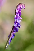 Linsen-Wicke (Vicia ervilia)