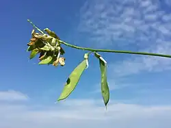 Erbsen-Wicke (auch Zaun-Wicke)