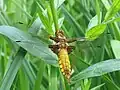 Plattbauch-Weibchen (Libellula depressa)