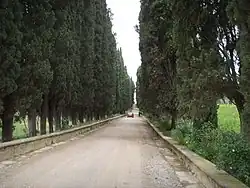 Das Bild zeigt eine malerische Szenerie mit einer langen, geraden Straße, die von hohen, dicht bewachsenen Zypressen gesäumt ist. Die Bäume bilden mit ihren überhängenden Ästen eine Art natürlichen Tunnel, der das Bild dominiert. Die Straße besteht aus Kies und Erde und wirkt unbefestigt, was zur ländlichen Atmosphäre beiträgt.Links der Straße verläuft eine niedrige Steinmauer, die von einem grasbewachsenen Bereich flankiert wird. Auf der rechten Seite erkennt man ebenfalls eine Steinmauer, hinter der sich Grasflächen und blühende Pflanzen befinden. In der Ferne fährt ein rotes Auto die Straße entlang, und eine einzelne Person ist zu Fuß darauf unterwegs. Das Bild strahlt Ruhe und Friedlichkeit aus und vermittelt das Gefühl eines idyllischen Rückzugsortes, fernab von städtischem Lärm.