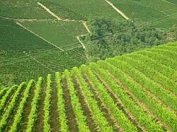 Weinbaugebiete im Piemont: Langhe, Roero und Monferrat