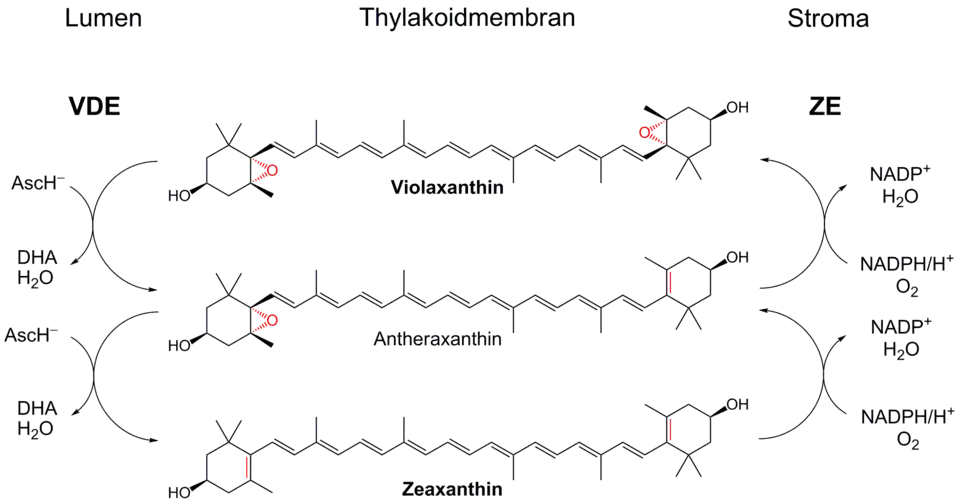 Xanthophyllzyklus: Mechanismus zur Photoprotektion