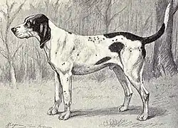 Grand Gascon Saintongeois