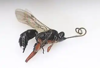 Virgichneumon digrammus ♀