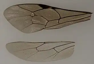 Flügel von Virgichneumon digrammus ♀