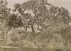 Baum der Heiligen Jungfrau Maria, unter dem Maria und Joseph gerastet haben sollen, Kairo