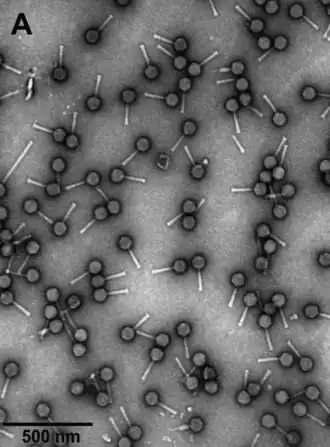 Elektronenmikroskop-Aufnahme von Partikeln des Escherichia-Phagen vB_EcoM-VpaE1 (Felix­ouna­virus VpaE1).[8]