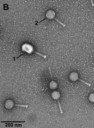 Elektronenmikroskop-Aufnahme von Partikeln der Escherichia-Phagen T4(Tequatrovirus T4, Straboviridae, 1) und VpaE1 (2).[8]