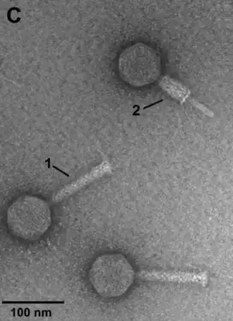 Elektronenmikroskop-Aufnahme von Partikeln von VpaE1 mit gestrecktem (1) und kontrahiertem (2) Schwanz.[8]