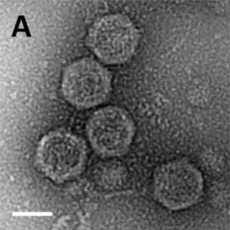 Negativ einer EM-Aufnahme gereinigter Sputnik-Virophagenpartikel. (Balken 500&nbsp;nm).[8]