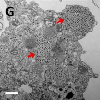 TEM-Aufnahme von Sputnik-Nachkommenschaft: Die Virionen des Virophagen sind am Ende des Replikationszyklus häufig in zytoplasmatischen Vesikeln gebündelt zu sehen (Pfeile).[8]