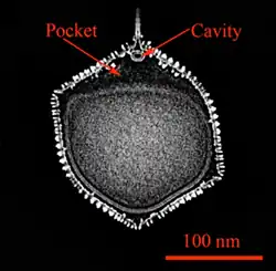 Kryo-EM-Querschnitt eines Kapsids von PBCV-1. Zwischen der inneren Membran und dem einzigen Scheitelpunkt (Vertex) befindet sich eine Tasche und am Boden des Spikes ein Hohlraum.[2][Anm. 1]
