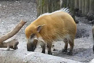 Pinselohrschwein