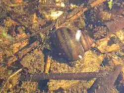 Stumpfe Sumpfdeckelschnecke