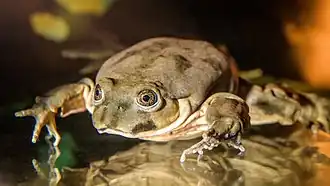 Titicaca-Riesenfrosch (Telmatobius culeus) im Zoo von Prag
