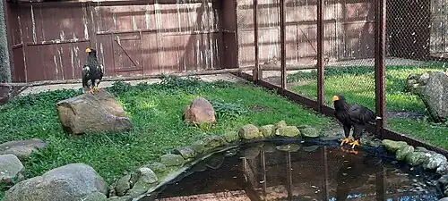 Riesenseeadler, Oktober 2022