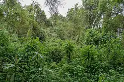 Ein Dickicht, der in Baumbewuchs übergeht